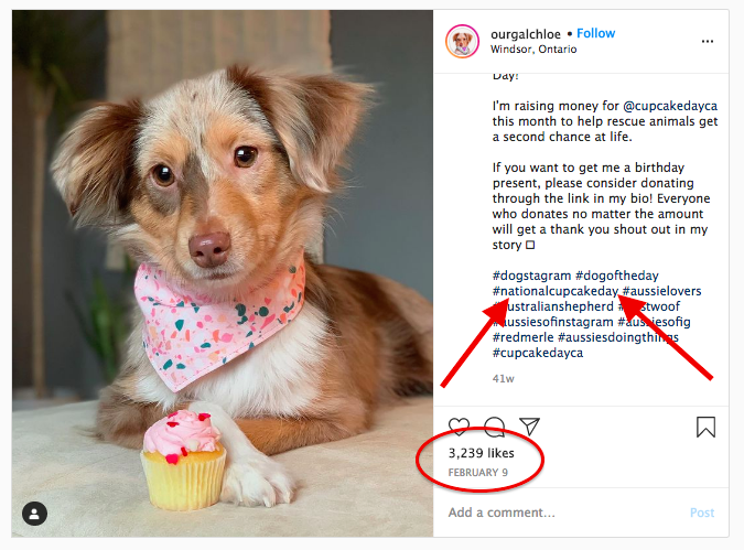 cupcake day instagram hashtag example